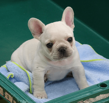 会社概要 | M.S.Y FURENCHBURU JP フレンチブルドッグ専門犬舎｜神奈川